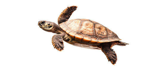 Obraz premium Turtle swimming gracefully in clear waters, vibrant colors, isolated background.