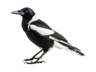 Fototapeta premium black and white magpie isolated on transparent background