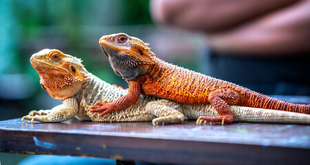 Bearded Dragon Hypo closeup on nature background, Bearded Dragon Red Hypo side view on wood