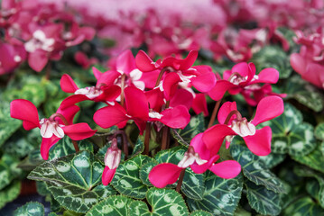 The indoor cyclamen is an interesting, evergreen houseplan