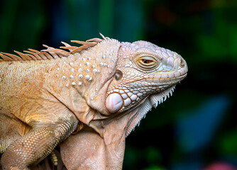 Common iguana reptile is resting on a tree in its habitat. The male iguana has a pronounced throat sac and crest. Large lizard
