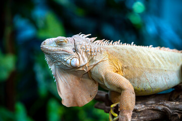 Common iguana reptile is resting on a tree in its habitat. The male iguana has a pronounced throat sac and crest. Large lizard