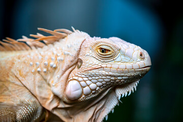 Common iguana reptile is resting on a tree in its habitat. The male iguana has a pronounced throat...