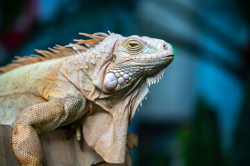 Common iguana reptile is resting on a tree in its habitat. The male iguana has a pronounced throat sac and crest. Large lizard