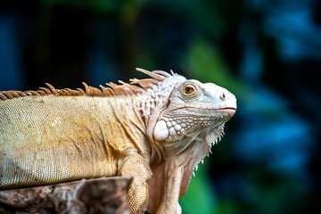 Common iguana reptile is resting on a tree in its habitat. The male iguana has a pronounced throat sac and crest. Large lizard