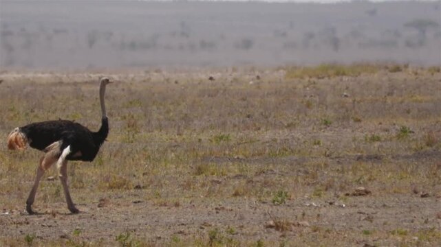 ostrich walking in the Savannah