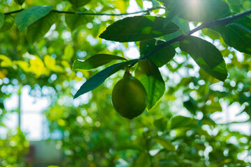 lemon tree in the greenhouse