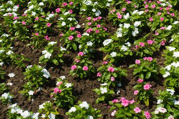 Plenitude of pink and white flowers of Catharanthus roseus in mid July