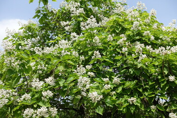 Countless white flowers of Catalpa bignonioides tree in June