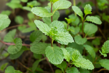 Raw mint (Melissa officinalis) organic vegetable garden closed up selective focus. Thai vegetable used for cooking add flavor and cool refreshing taste.