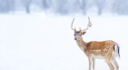 A solitary deer stands gracefully in the snowy landscape during a winter snowfall, copy space.