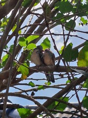 Lovebirds on the mulberry tree