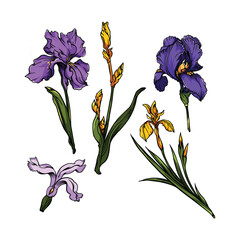 iris flower isolated on illustration