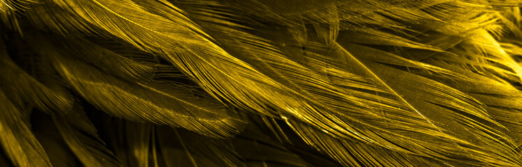 gold rooster feathers. background or texture