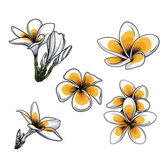 Cambodia flowers vector in many color and texture