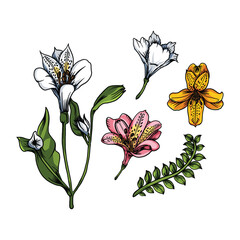 Lily of the incas flowers 