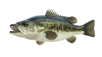 Isolated Largemouth Bass fish on transparent background
