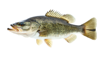 High-resolution Largemouth Bass PNG isolated on a transparent background, perfect for fishing websites