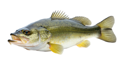 High-resolution Largemouth Bass PNG isolated on a transparent background, perfect for fishing websites