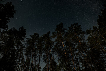 A clear night reveals a stunning display of stars twinkling above a dense forest, where tall trees...