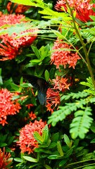 photography of butterflies perched on flowers with a natural background