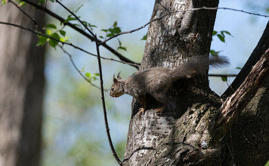 木に登るニホンリス