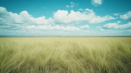 Obraz premium A vast field of tall grass under a clear blue sky with white clouds.