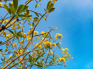 yellow leaves against blue sky