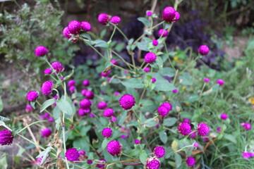 Globe amaranth or Gomphrena globosa purple flowers