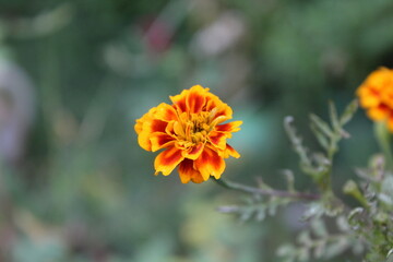 Tagetes, Calendula or Merigold yellow and red flower