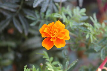 Tagetes, Calendula or Merigold yellow and red flower