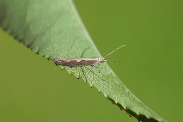 Closeup Diamondback moth, cabbage moth (Plutella xylostella) on a leaf. Family Plutellidae. Dutch garden, Autmn, October.