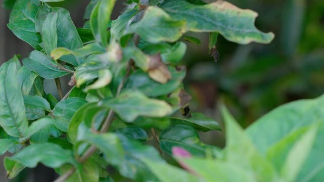Pulling focus between some leaves in the garden.