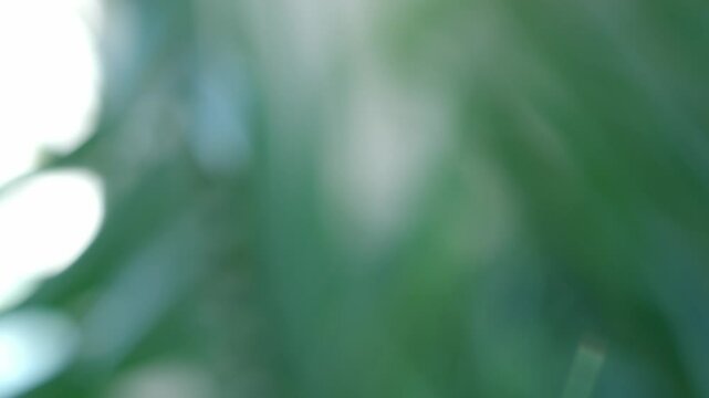 Pulling focus from some straws in the foreground to a plant in the blurred background.