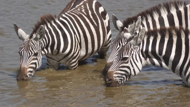 zebras drinking water in the African savannah