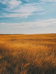 A wide, open field of golden wheatgrass stretches out under a blue sky with wispy clouds.