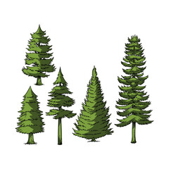 Fototapeta premium Pine Trees Plant Vector