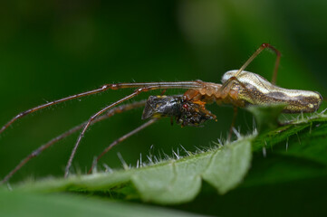 silver stretch spider Tetragnatha montana entangling the mosquito in a web