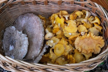parasol mushroom, cantharellus, chantarelle, A lot of chanterelle mushrooms (Cantharellus cibarius) and  Macrolepiota procera, the parasol mushroom  in wicker basket. © Iwona