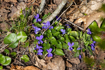 Bunch of violets between brown leaves