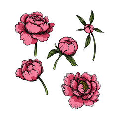 set of Peony flowers Vector 