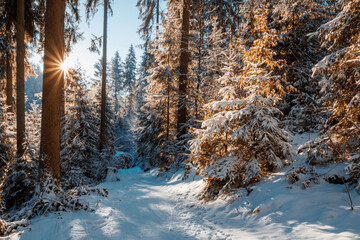 Winterwald im Erzgebirge