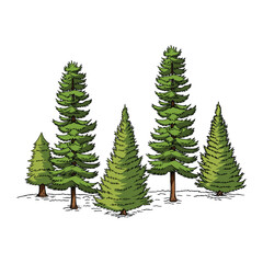 Pine Trees Plant Vector