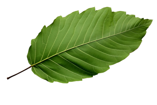 Vibrant Poplar Leaf Isolated on Transparent Background