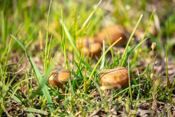 Small toadstool mushrooms in the forest. Inedible mushrooms in the field in the grass close-up.