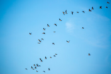 A flock of birds flies in the blue sky. Awakening of nature in spring, free flight. A flock of small birds in flight against a blue sky with clouds.