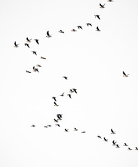 Flock of flying birds on white background isolated. Large flock of wild birds.