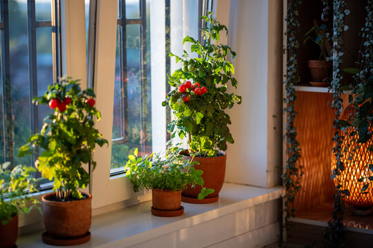 Fototapeta Homegrown small bush of balcony cherry red tomato in ceramic pots growing on windowsill at home. Indoor gardening and farming. Dwarf potted tomatoes plant in apartment