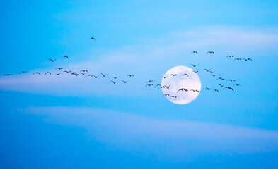 Flock of birds flying against the background of the full moon in the blue sky with clouds. Close-up of the moon in the evening or night sky. Supermoon is an astronomical phenomenon.