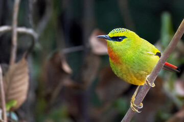 FIRE TAILED MYZORNIS SEATING ON BRANCH. 